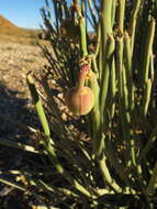 Image of Euphorbia gregaria Marloth