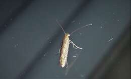 Phyllonorycter messaniella (Zeller 1846)的圖片