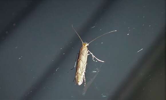 Phyllonorycter messaniella (Zeller 1846)的圖片