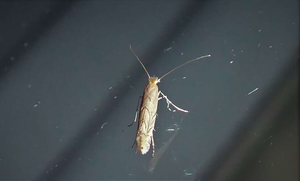 Phyllonorycter messaniella (Zeller 1846)的圖片