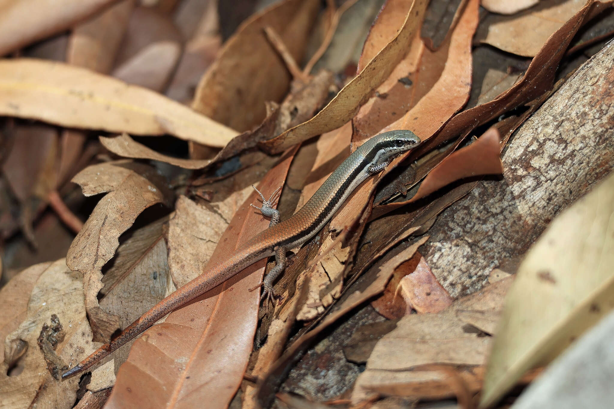 Image of Fire-Tailed Skink
