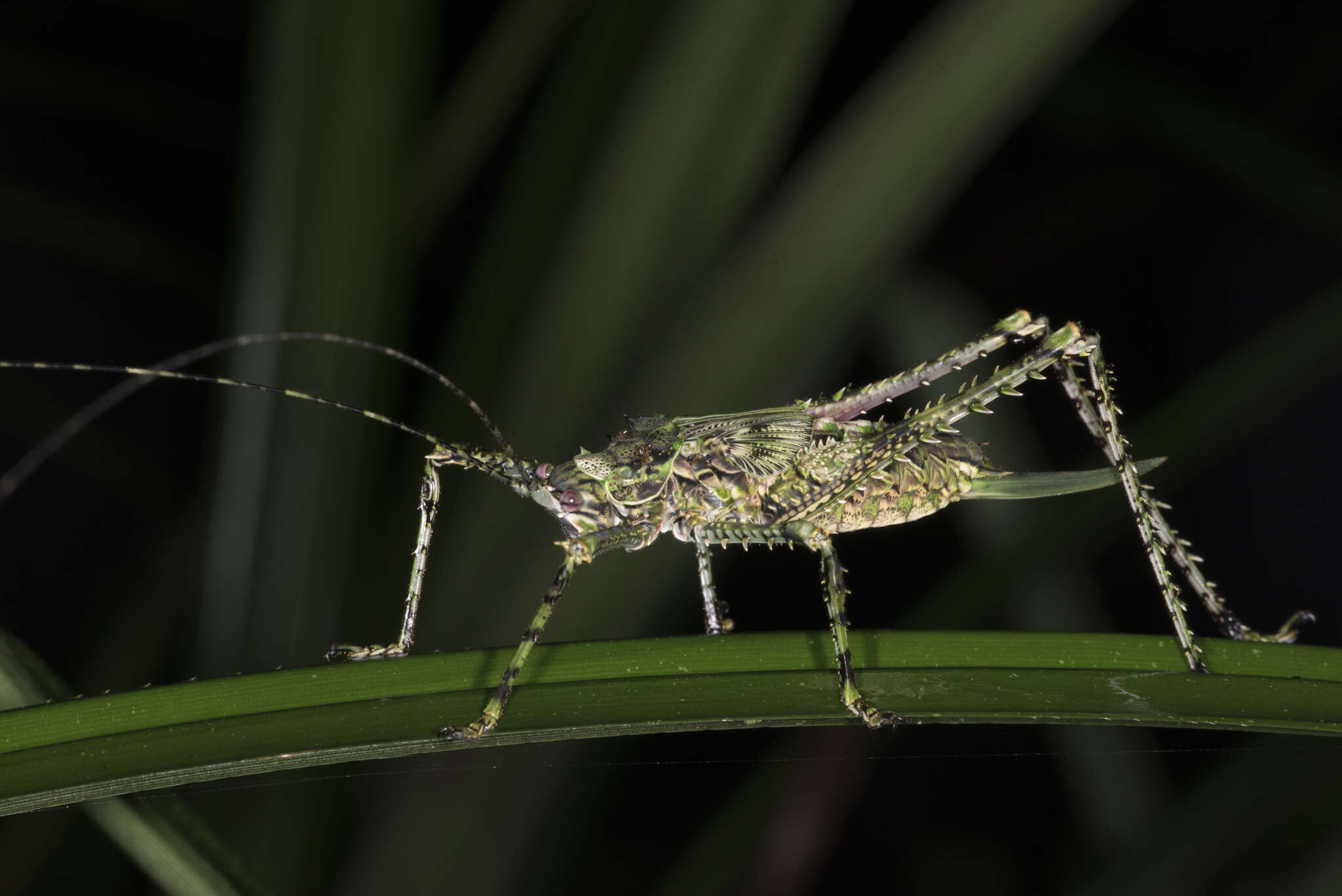 Image of Phricta spinosa Redtenbacher 1892