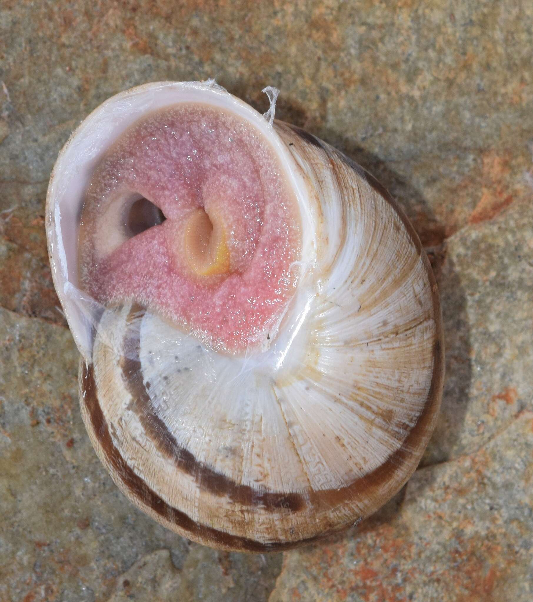 Image of Iberus alonensis (A. Férussac 1821)