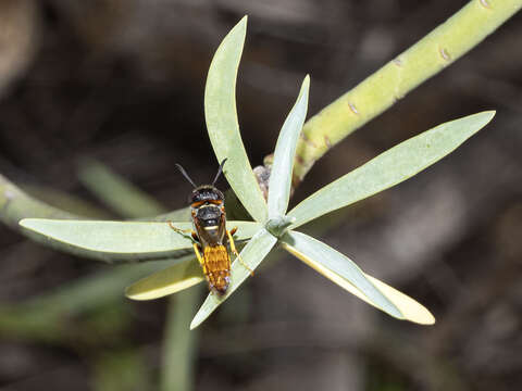 Imagem de Philanthus triangulum abdelcader Lepeletier 1845