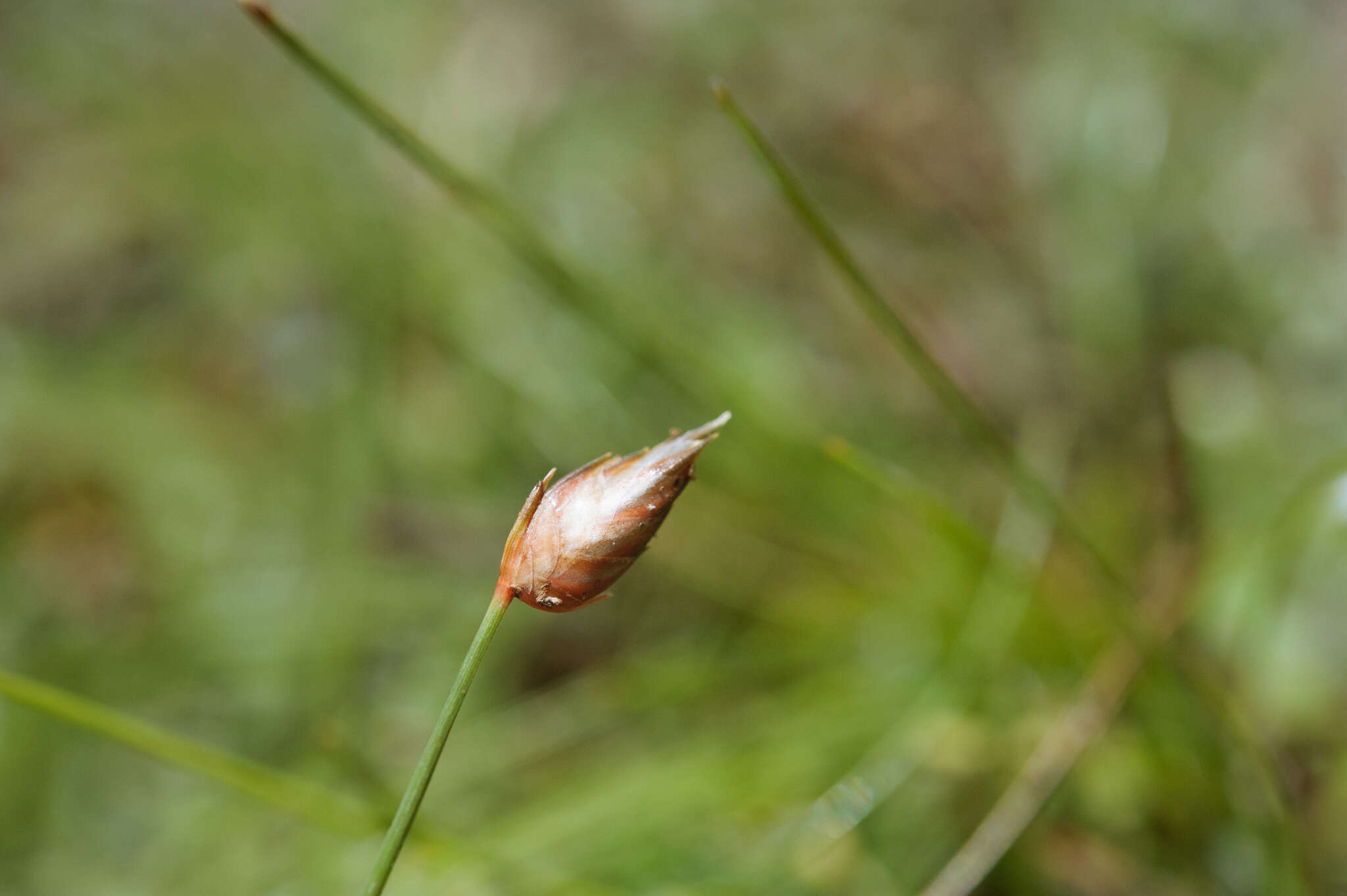 Image of Flat-Spike Sedge