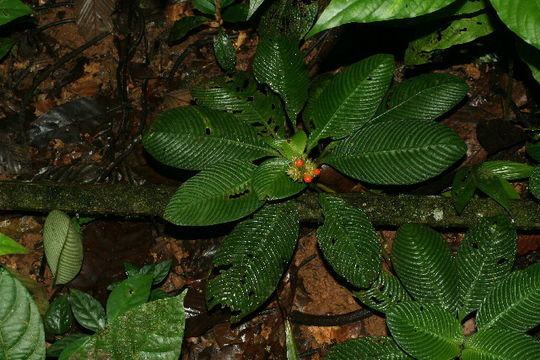 Image of <i>Psychotria polyphlebia</i>