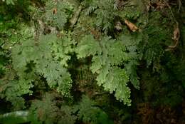 صورة Hymenophyllum scabrum A. Rich.