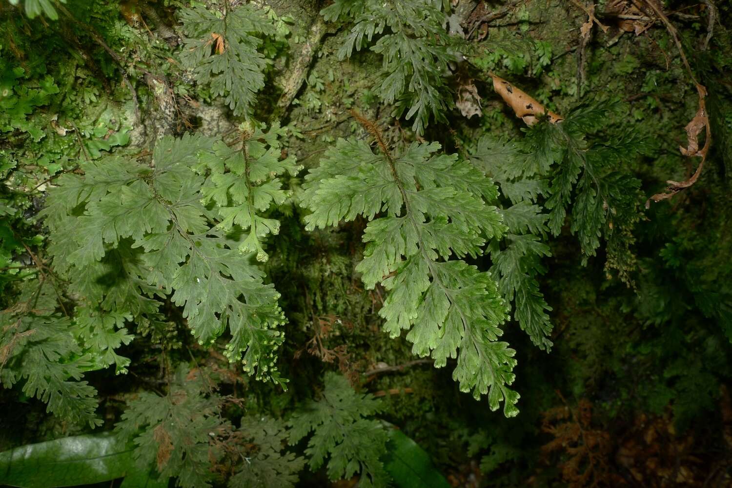 صورة Hymenophyllum scabrum A. Rich.