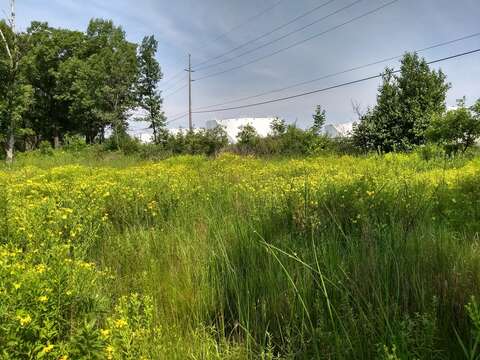 Image of Kalm's St. John's wort