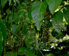 Image de Polyscias australiana (F. Muell.) Philipson