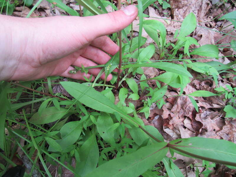 Image de Penstemon deamii Pennell