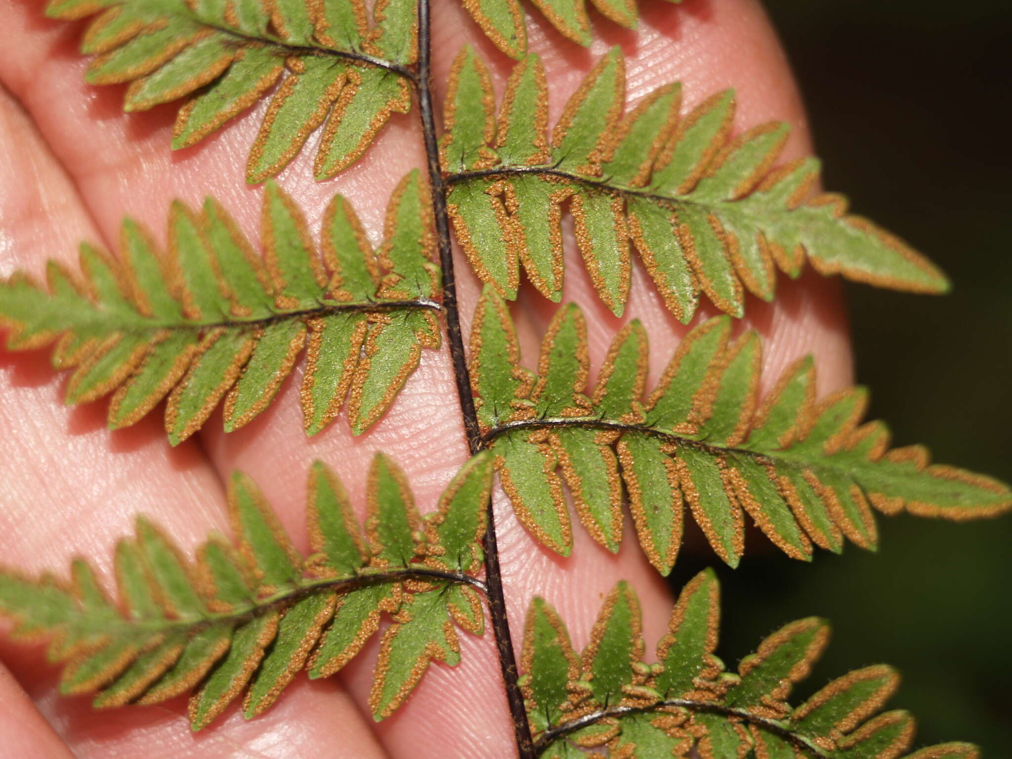 Myriopteris alabamensis (Buckley) Grusz & Windham resmi