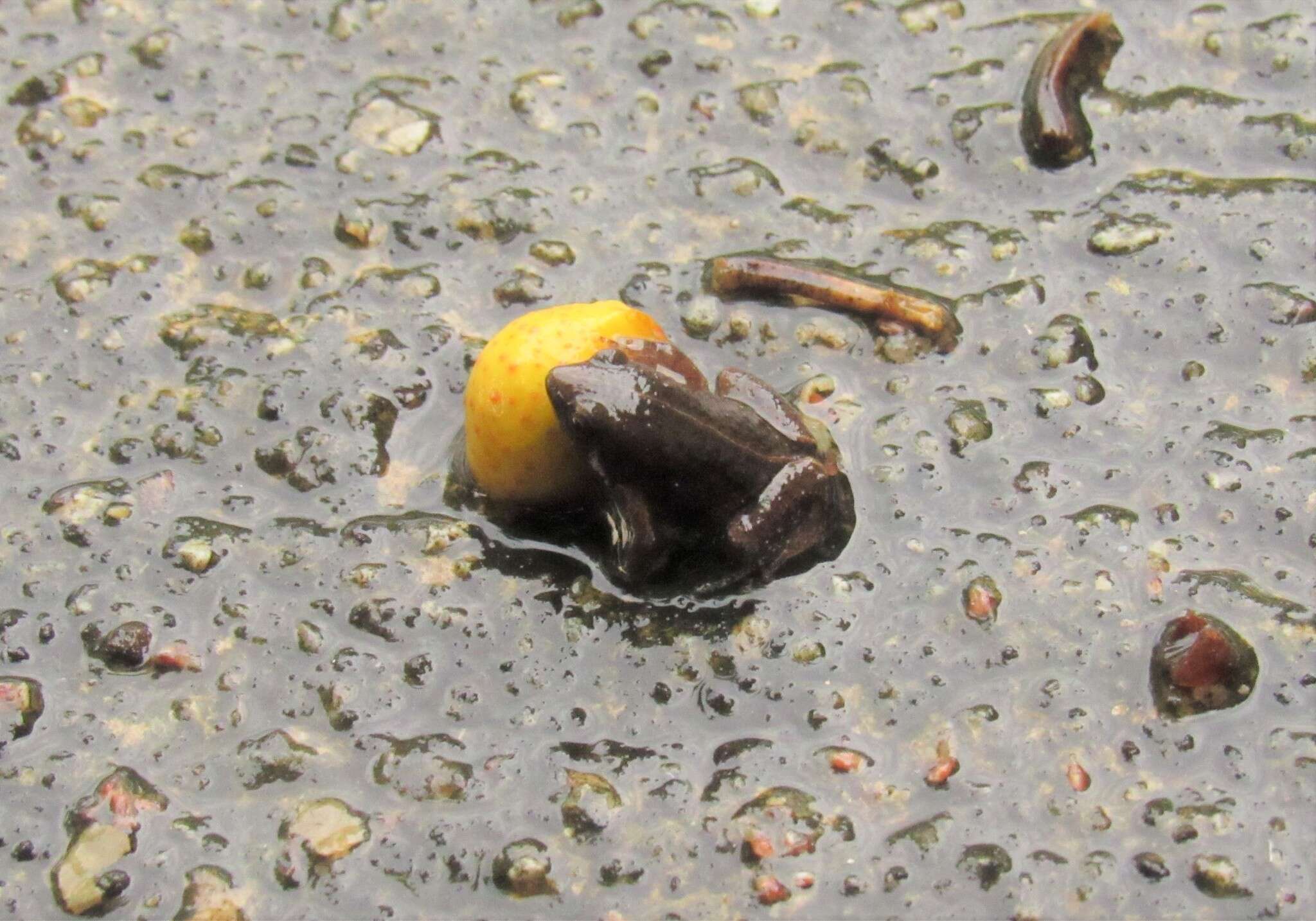 Image of Two-spaded Narrowmouth Toad