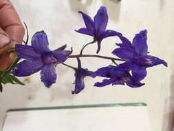 Delphinium brachycentrum Ledeb.的圖片