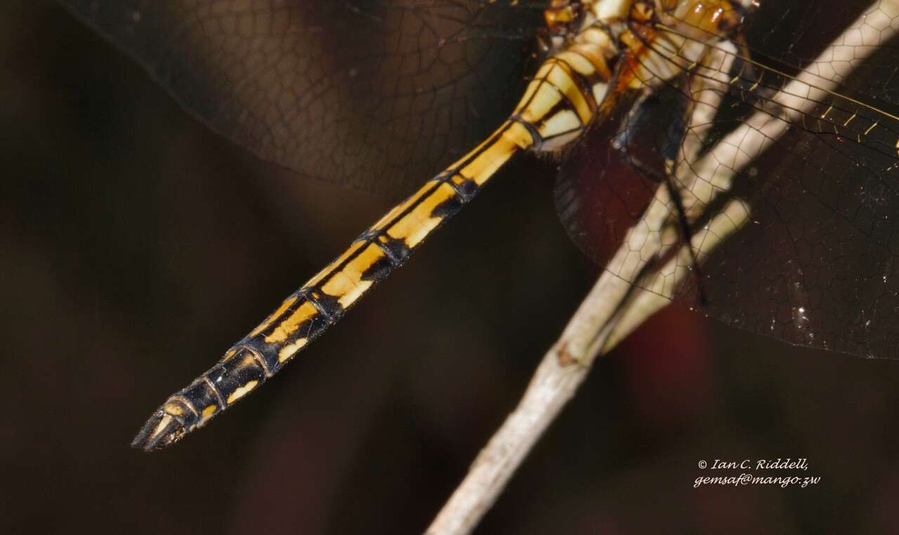 Слика од Orthetrum brachiale (Palisot de Beauvois 1817)