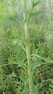 Imagem de Lactuca canadensis L.