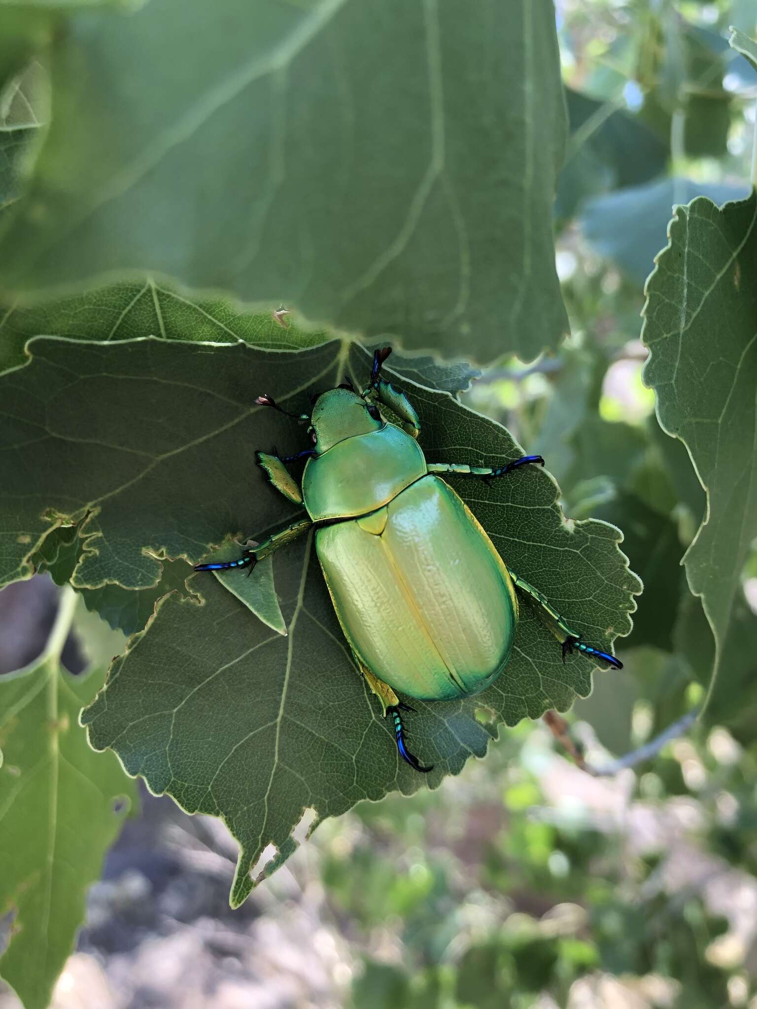 Image of Chrysina woodi (Horn 1884)