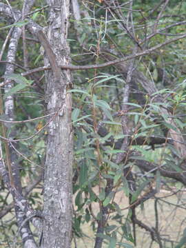 Image of Salix subfragilis Anderss.