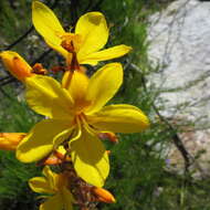 Image de Wachendorfia thyrsiflora Burm.
