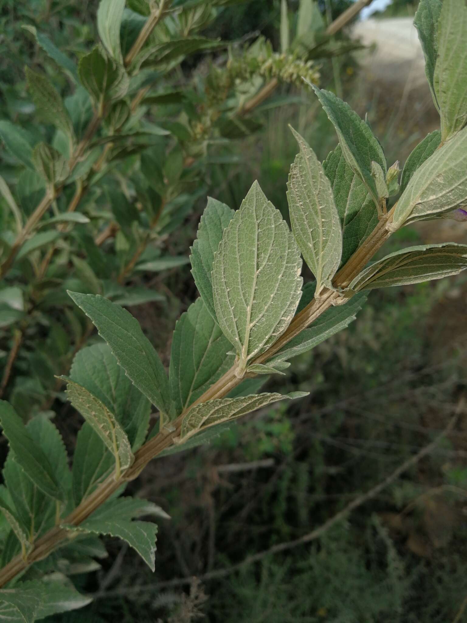 صورة <i>Coleus calycinus</i>