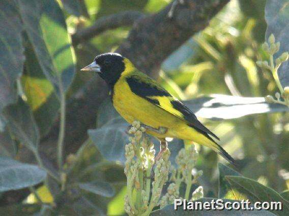 Image of Black-headed Siskin