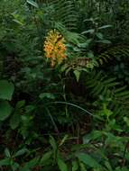 Image of Chapman's Fringed Orchid