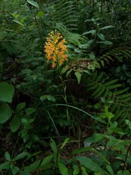 Image de Platanthera chapmanii (Small) Luer