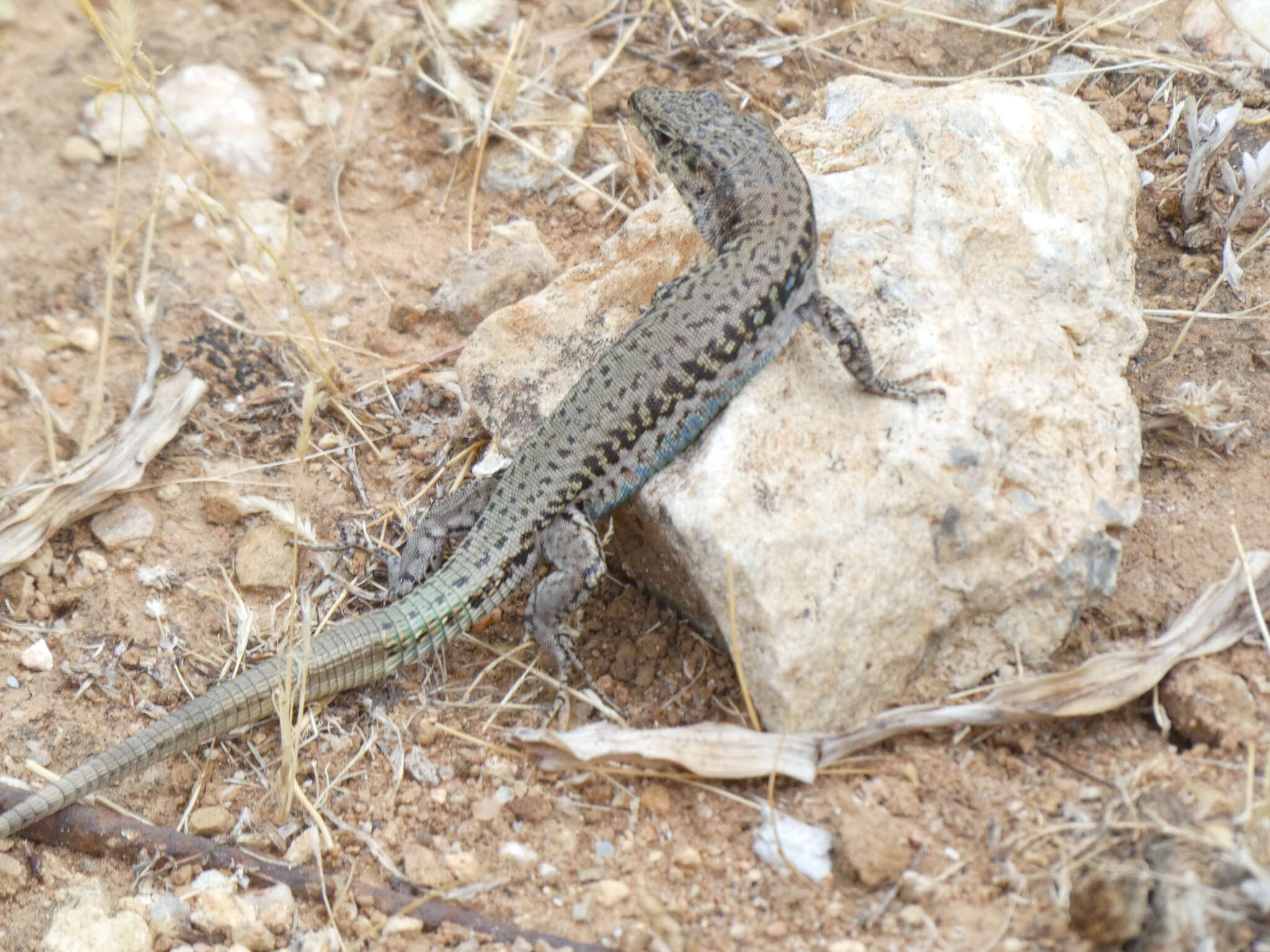 Image of Podarcis cretensis (Wettstein 1952)