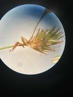 Image of meadow sedge