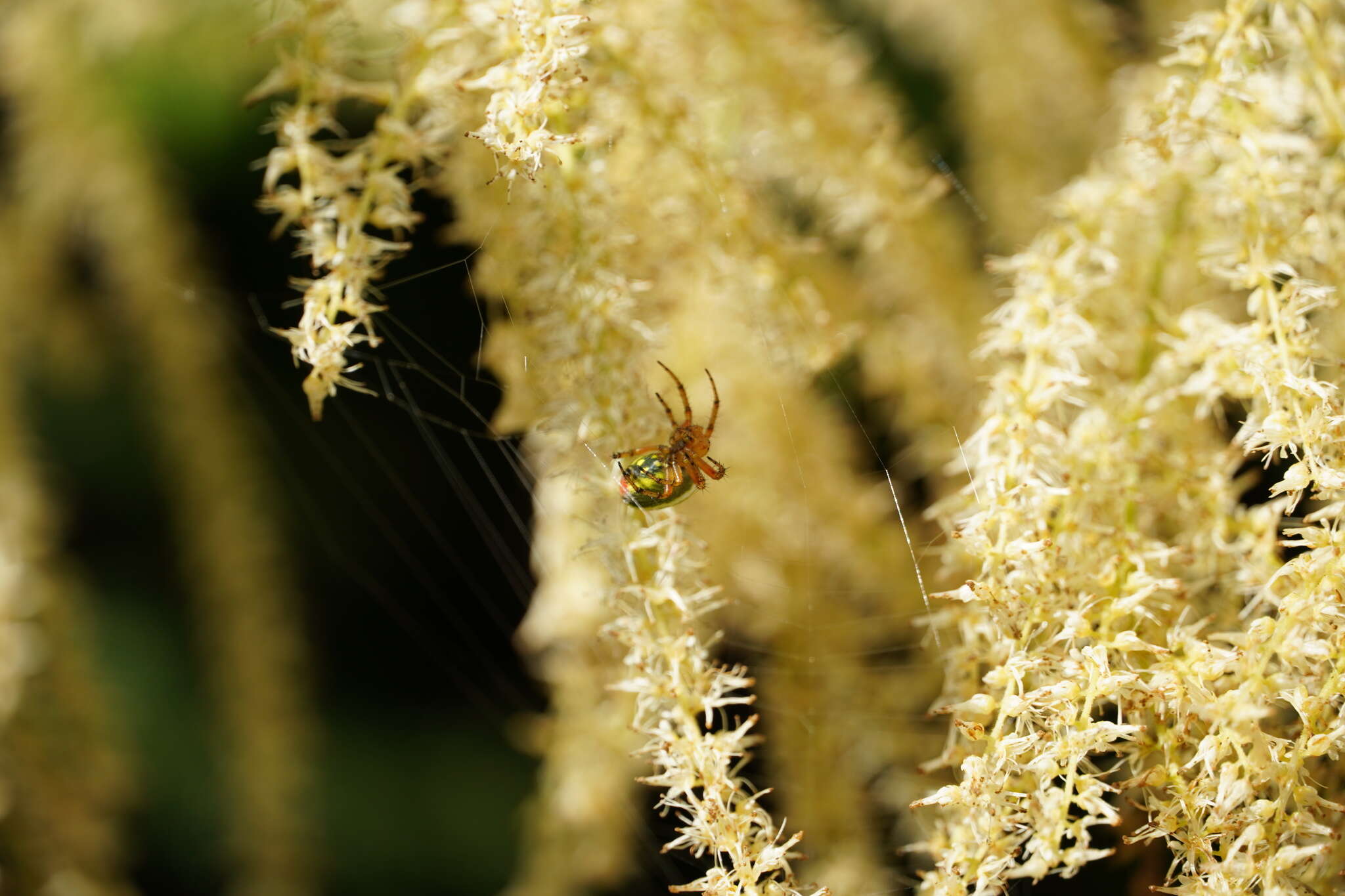 Image of Araniella alpica (L. Koch 1869)