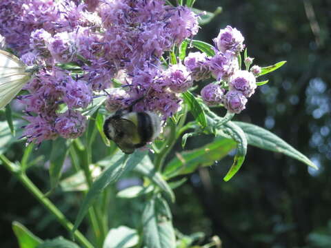 Image of Bombus patagiatus Nylander 1848