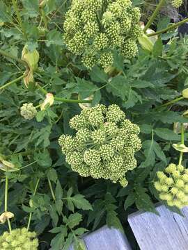 Imagem de Angelica archangelica subsp. archangelica