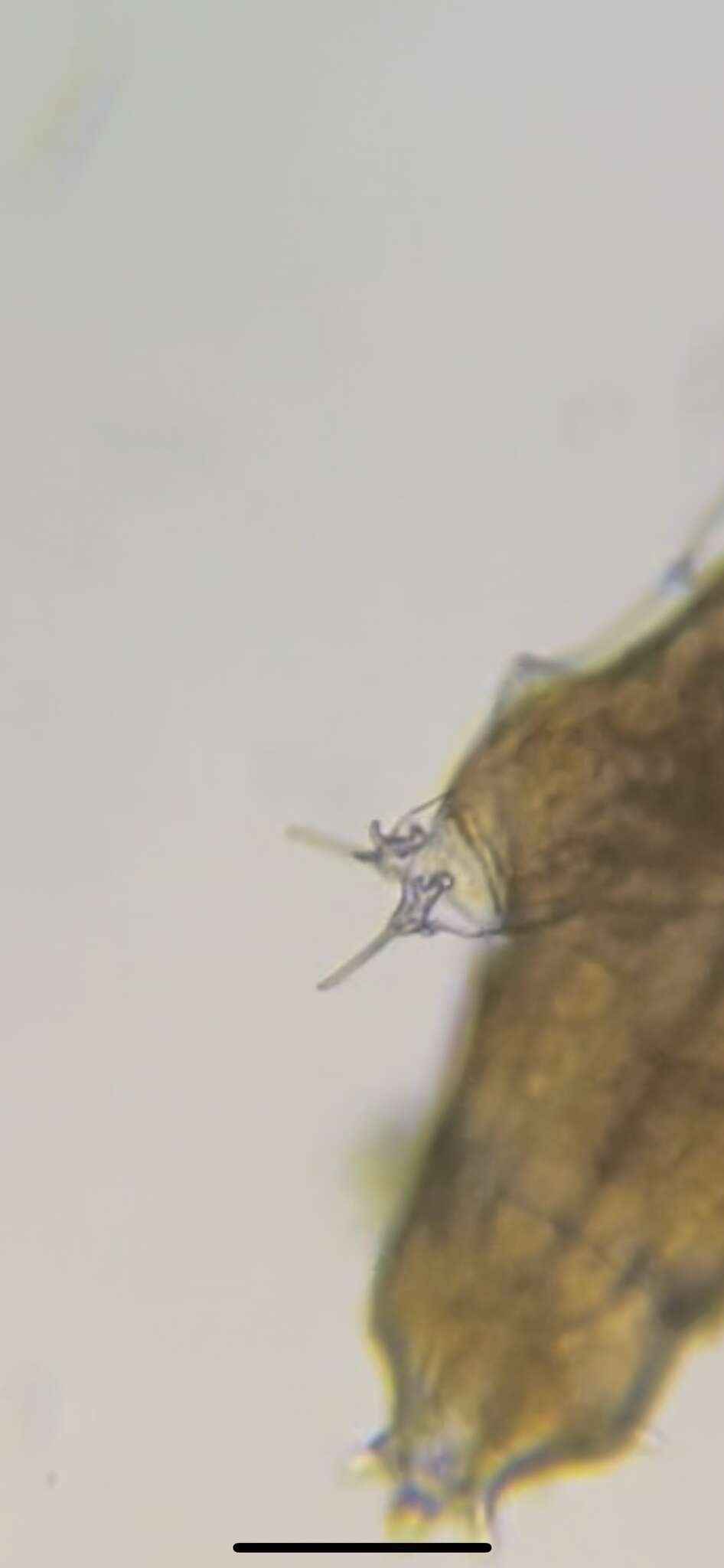 Image of Milnesiidae