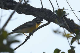 Image of Emberiza flaviventris kalaharica Roberts 1932