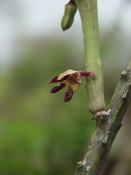 Caralluma adscendens var. bicolor的圖片