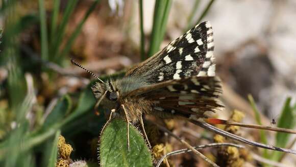 Image of Southern Grizzled Skipper