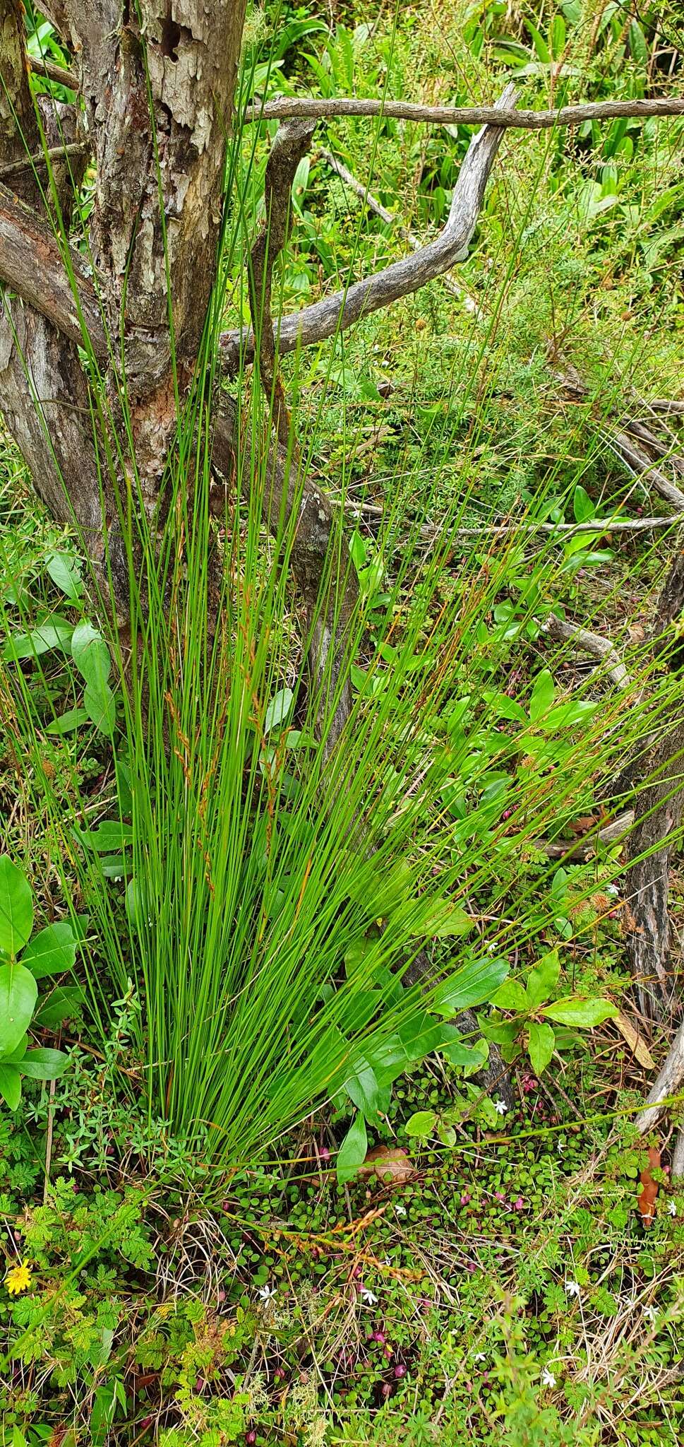 Sivun Machaerina tenax (Hook. fil.) T. Koyama kuva