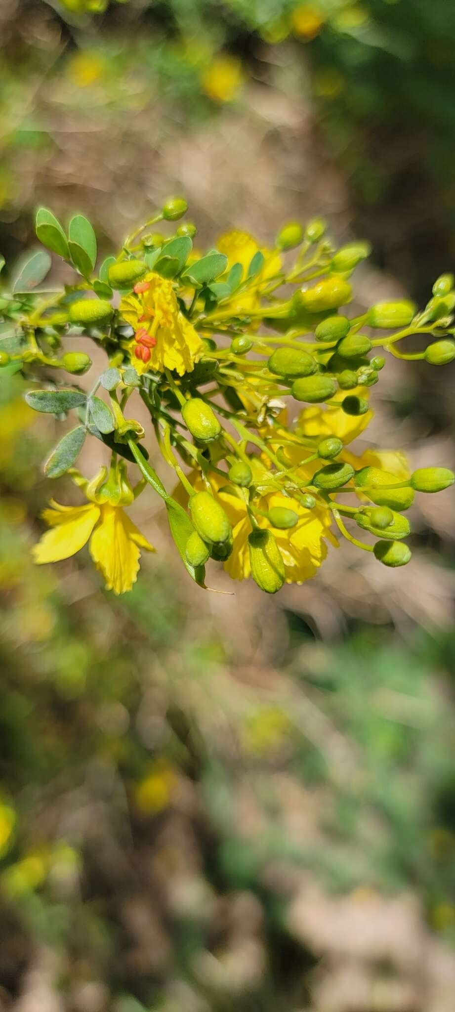 Image of Texas paloverde