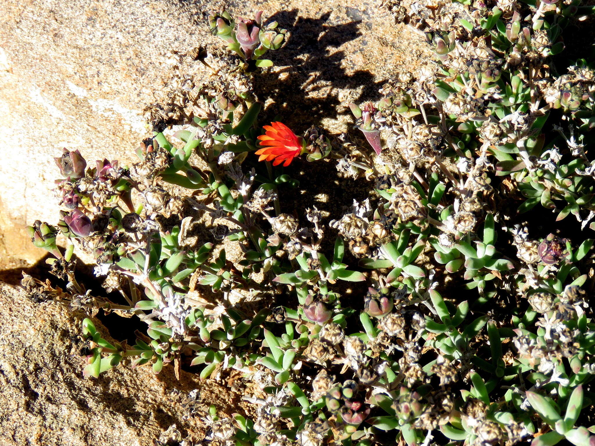 Image of Delosperma ornatulum N. E. Br. ex Stapf