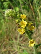 Image of Agrimony