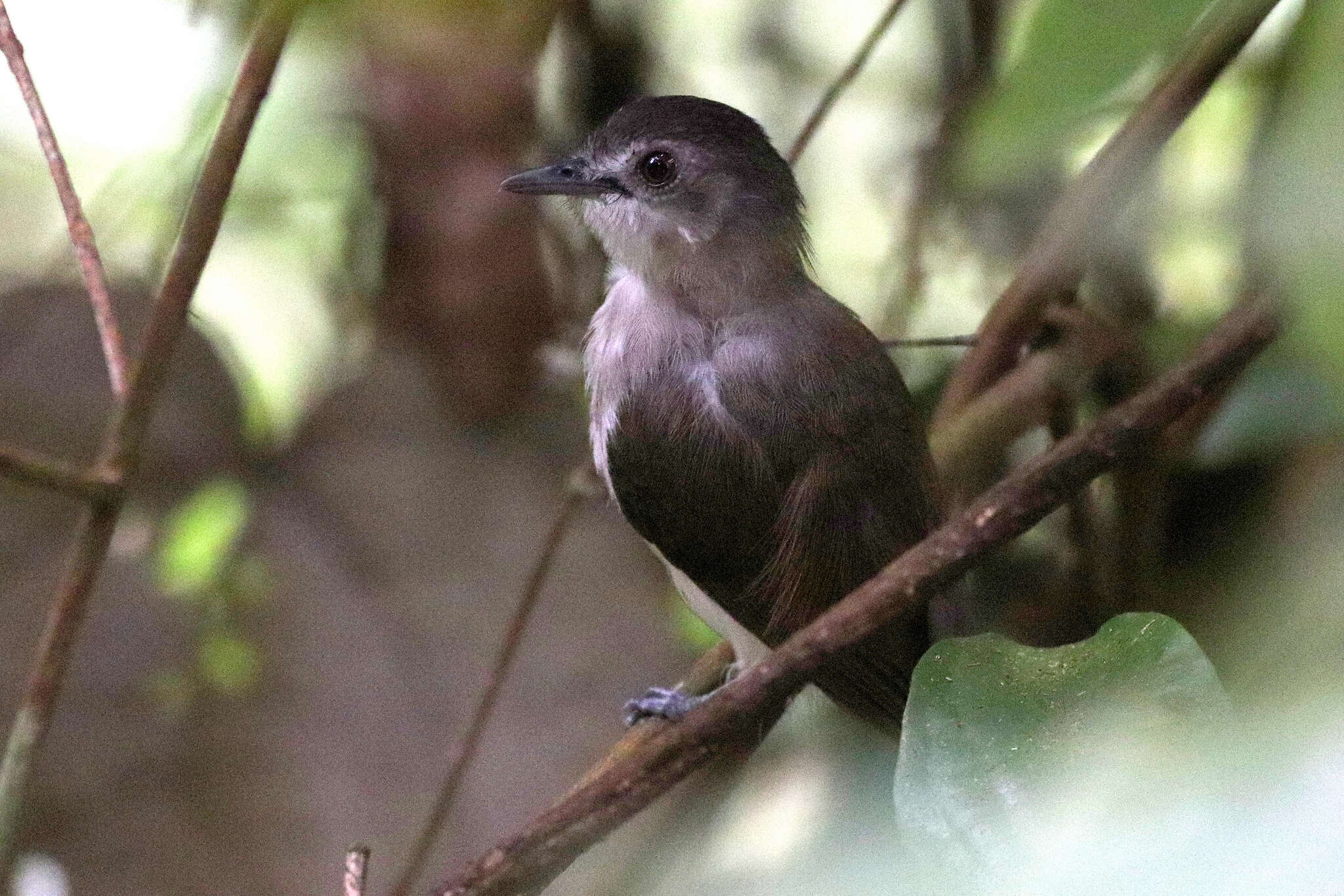 Image of Sooty-capped Babbler