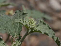 Image of Chrozophora oblongifolia (Delile) A. Juss. ex Spreng.