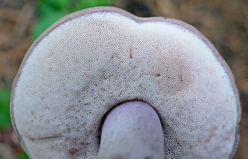 Image of Tylopilus violatinctus T. J. Baroni & Both 1998