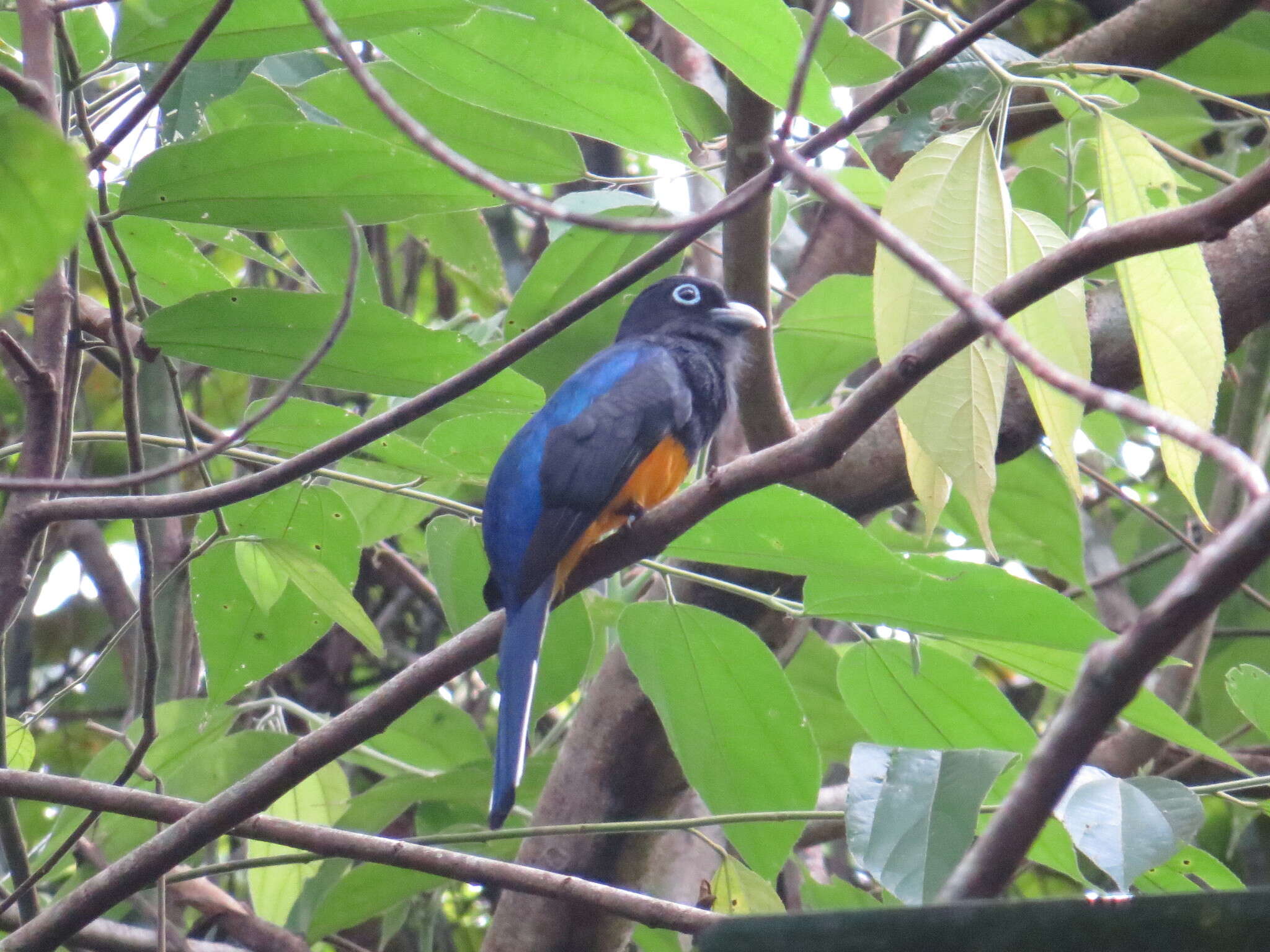 Plancia ëd Trogon chionurus Sclater, PL & Salvin 1871