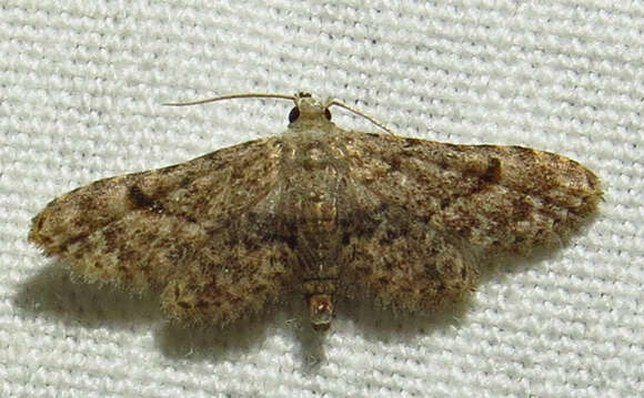 Image of Sigela Moth