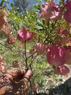 Image de Dodonaea physocarpa F. Müll.