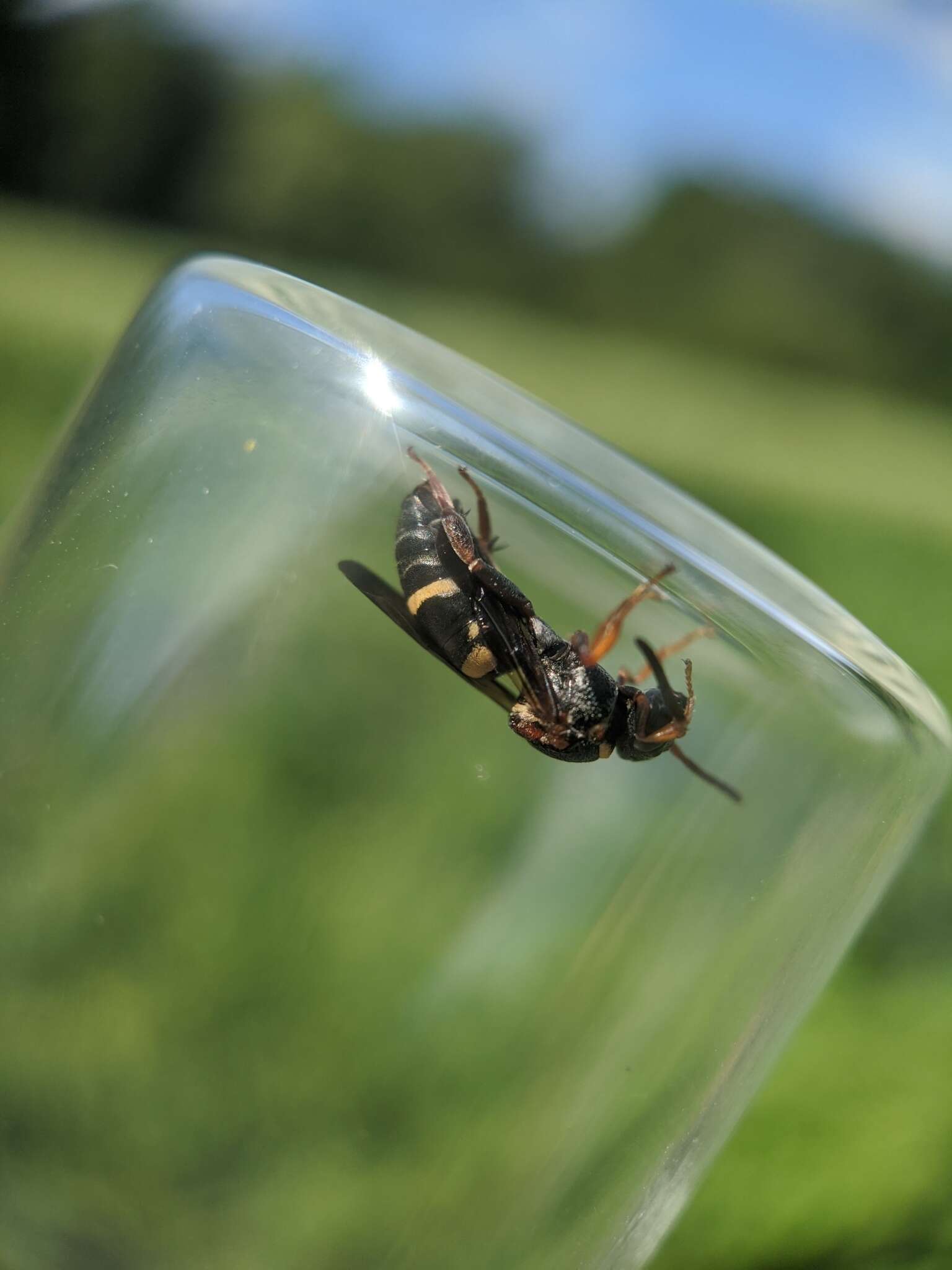 Image of Two-banded Cellophane-cuckoo Bee