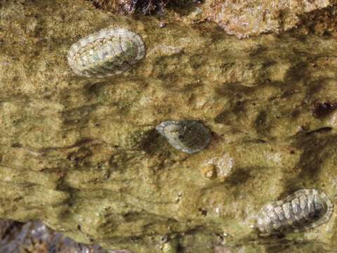 Image de Chiton squamosus Linnaeus 1764