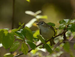 Image of Vireo gilvus gilvus (Vieillot 1808)