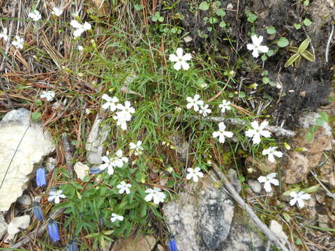 Image of Heliosperma pusillum (Waldst. & Kit.) Rchb.